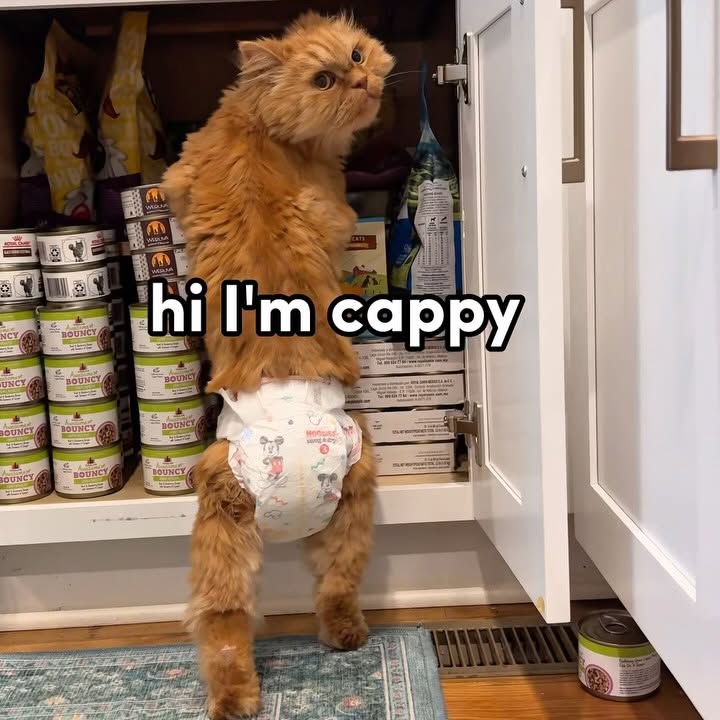 Instagram post by @cappybears for Weruva. Caption reads: [...] as a disabled cat✨ 
Pumpkin care with....