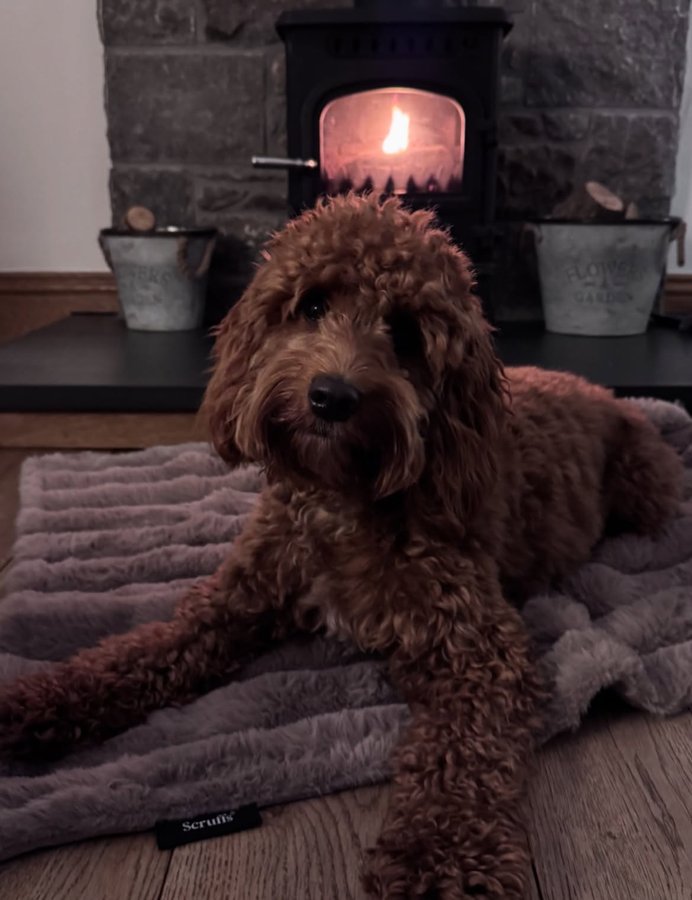 Instagram post by @nala_the_cockapoo5 for Scruffs. Caption reads: [...] warm in my Aspen blanket from....