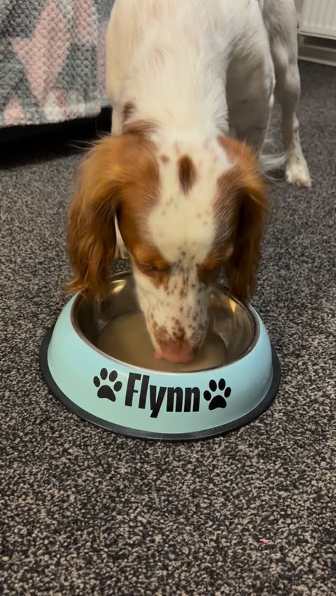 Instagram post by @flynnthecockerspaniel_ for Pawer Water. Caption reads: [...] you need a good hydration boost....