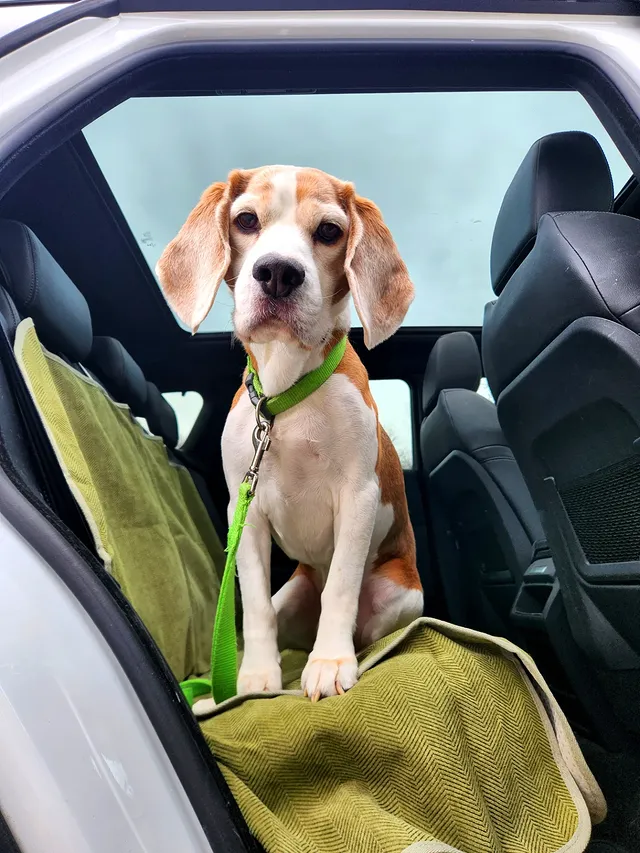 Instagram post by @toby_beagle_king for FunnyFuzzy. Caption reads: [...] 💛 Use code TOBY25 for 25% off at....