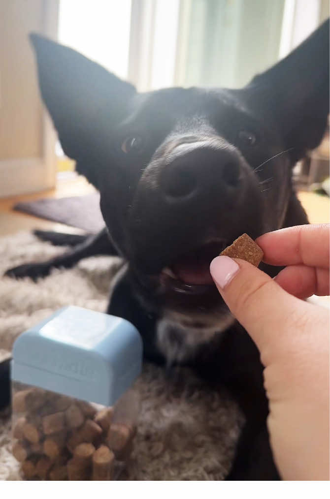 TikTok post by @dudleyandbenfordfarms for Kradle. Caption reads: [...] my pups love! 🩵 (think yours will too)....