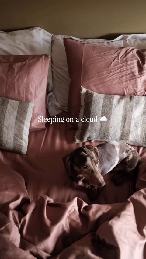 Instagram post by @jazmine.joye for RISE & FALL. Caption reads: ☁️ The cosiest (and Otis approved 🐾) set from....