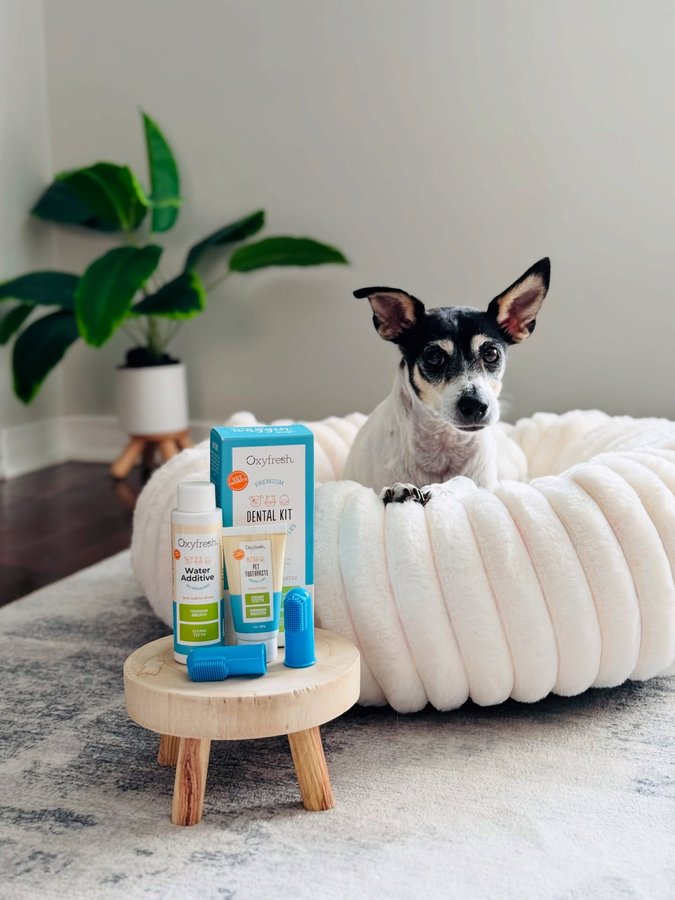 Instagram post by @shadow_and_weezer for Oxyfresh. Caption reads: Tiny teeth, mighty clean with @oxyfresh....