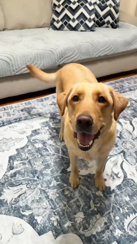 Instagram post by @charliethelabrador23 for BarkBox. Caption reads: Do you like my new Crocs? Bark Box and Crocs....