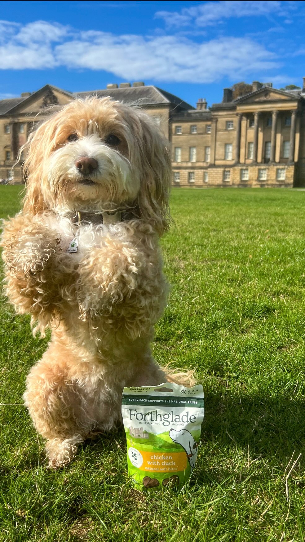 Instagram post by @cookiecockerpoo for Forthglade. Caption reads: Have you picked up your Pooch Passport yet?....