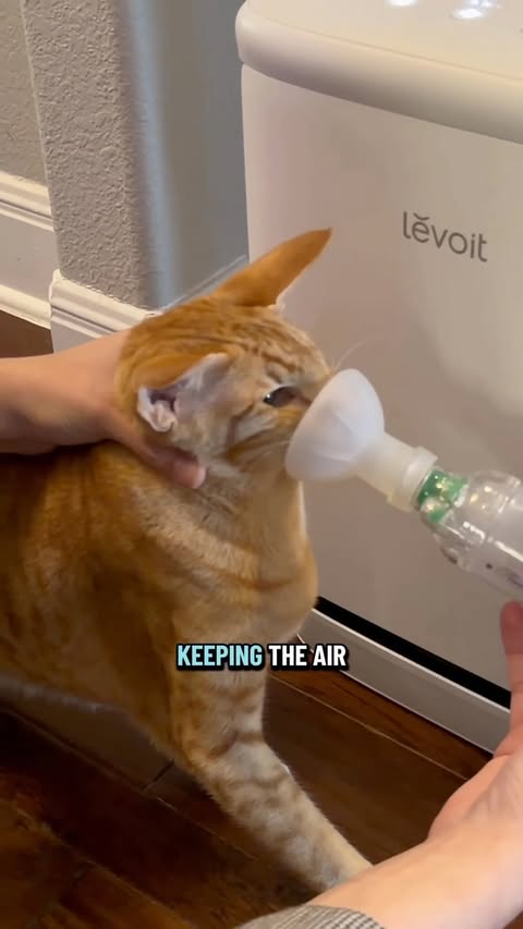 Instagram post by @oriental_shorthair_squad for Levoit. Caption reads: [...] such an important part of our routine.....