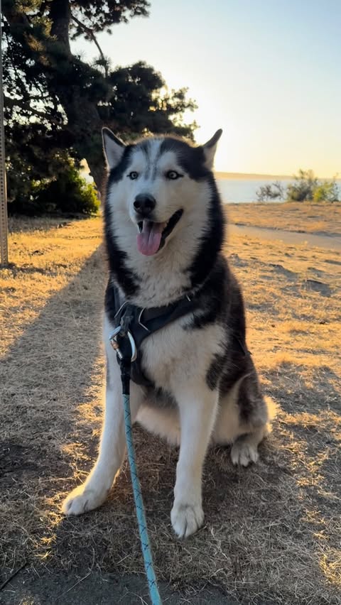 Instagram post by @siberianderpskies for Oneisall. Caption reads: Keep your fur baby healthy, happy, and hydrated....
