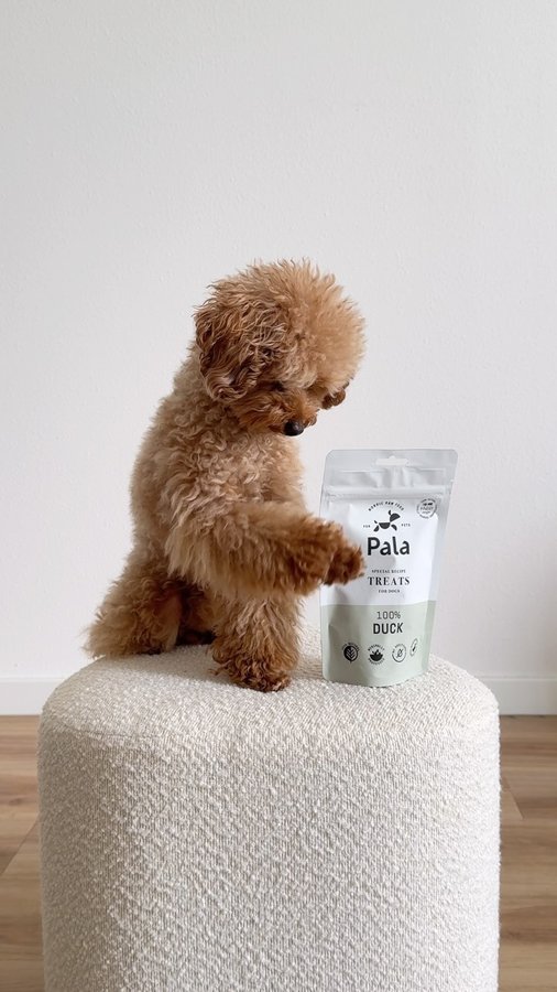 Instagram post by @poodlebearmomo for Pala Pets. Caption reads: Momo has always been a picky eater, so when I say....