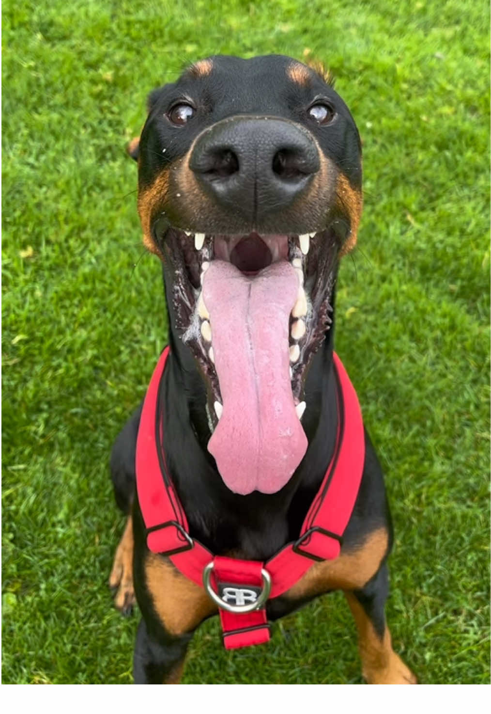 TikTok post by @honkifyoulovemydog for BullyBillows. Caption reads: [...] #doberman #sillydog harness from:....