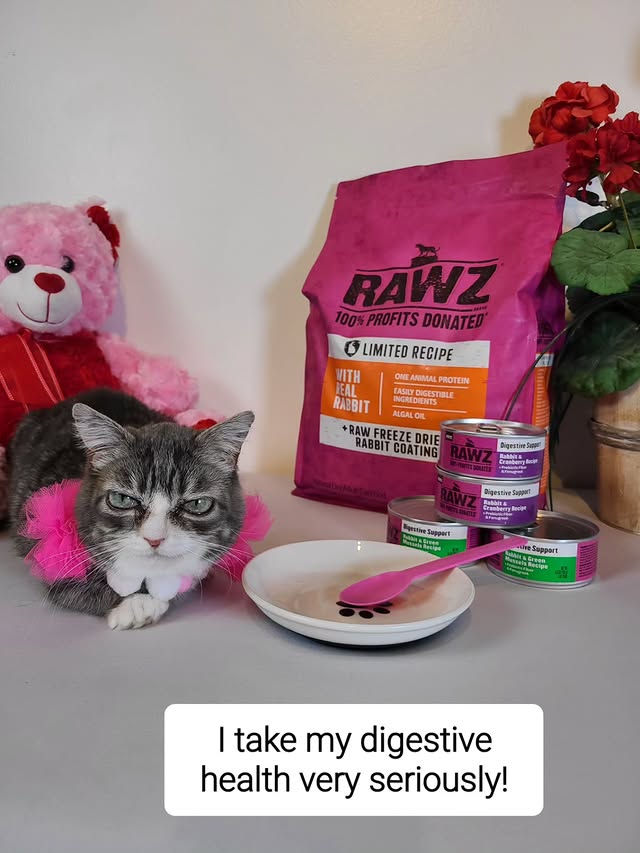 Instagram post by @winkythedwarfcat for RAWZ Natural Pet Food. Caption reads: [...] to be a #RAWZPartner. 💗 #gifted....