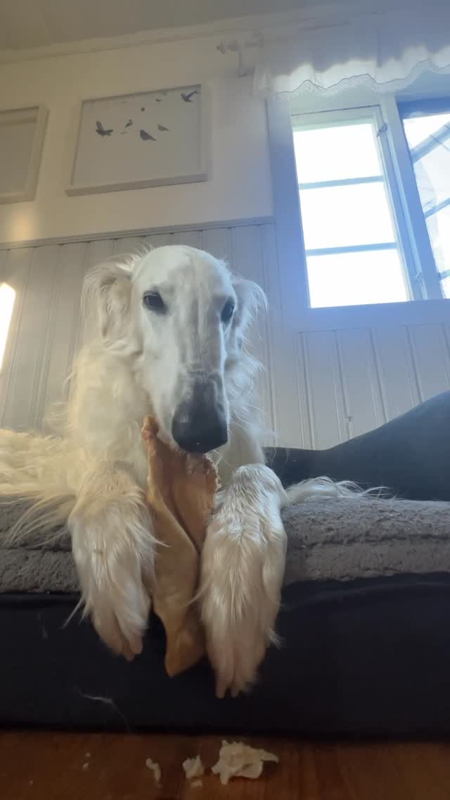 Instagram post by @zarwoe.oligarch for ESSENTIAL FOODS. Caption reads: As most of you know, I’m not allowed to go for....