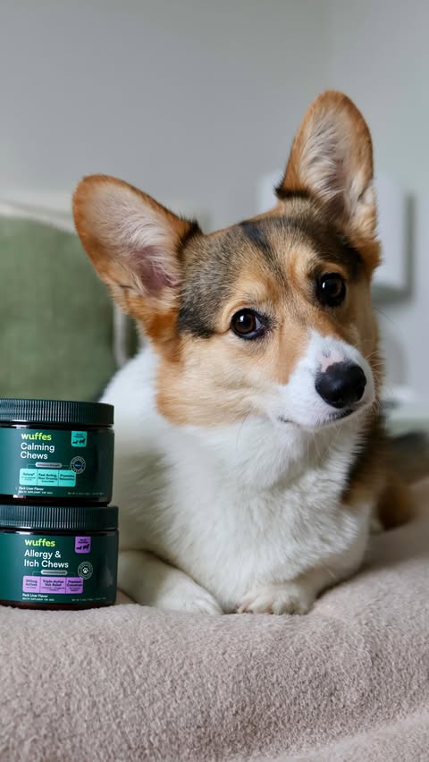 Instagram post by @callmecarm for Wuffes. Caption reads: Stopped by Hollywood Feed to stock up on @wuffes....