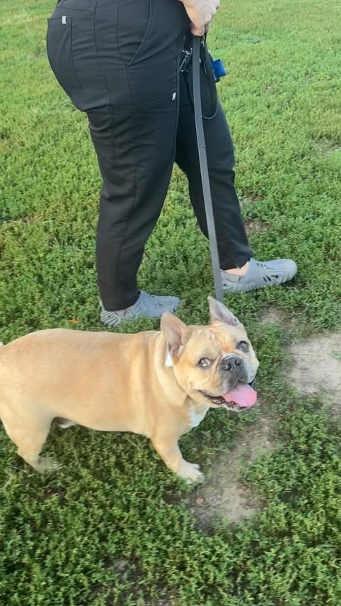 Instagram post by @gettinggziggywithit for Petcube. Caption reads: I loved the @petcube GPS tracker so much I had to....