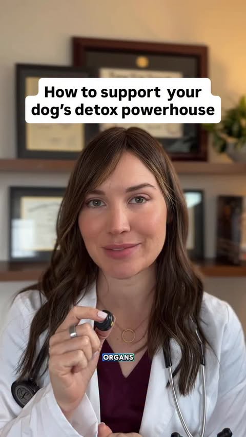 Instagram post by @doctorwolfe.dvm for Fera Pets. Caption reads: [...] to my favorite one ❤️ #sponsoredpost....