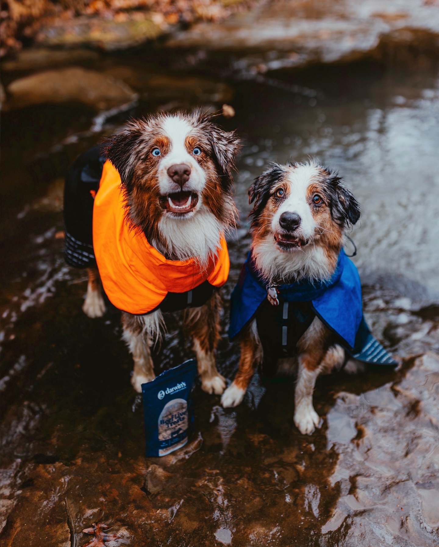 Instagram post by @ourwildaussies for Darwin's Natural Pet Products. Caption reads: who caught the treat? 👀....