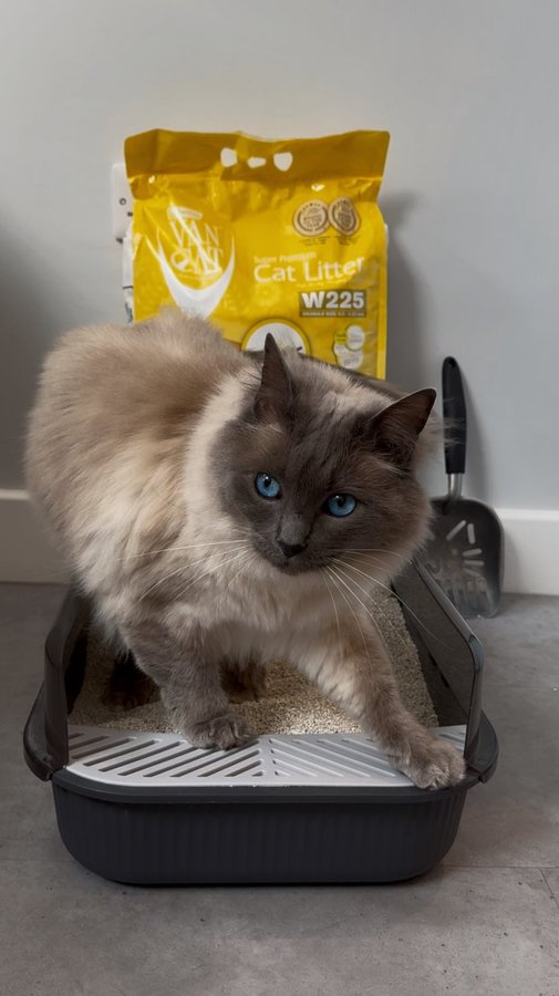 Instagram post by @atlas.phoebe.ragdolls for VanCatUK. Caption reads: No odour, no mess, no worries. Just @vancatuk....