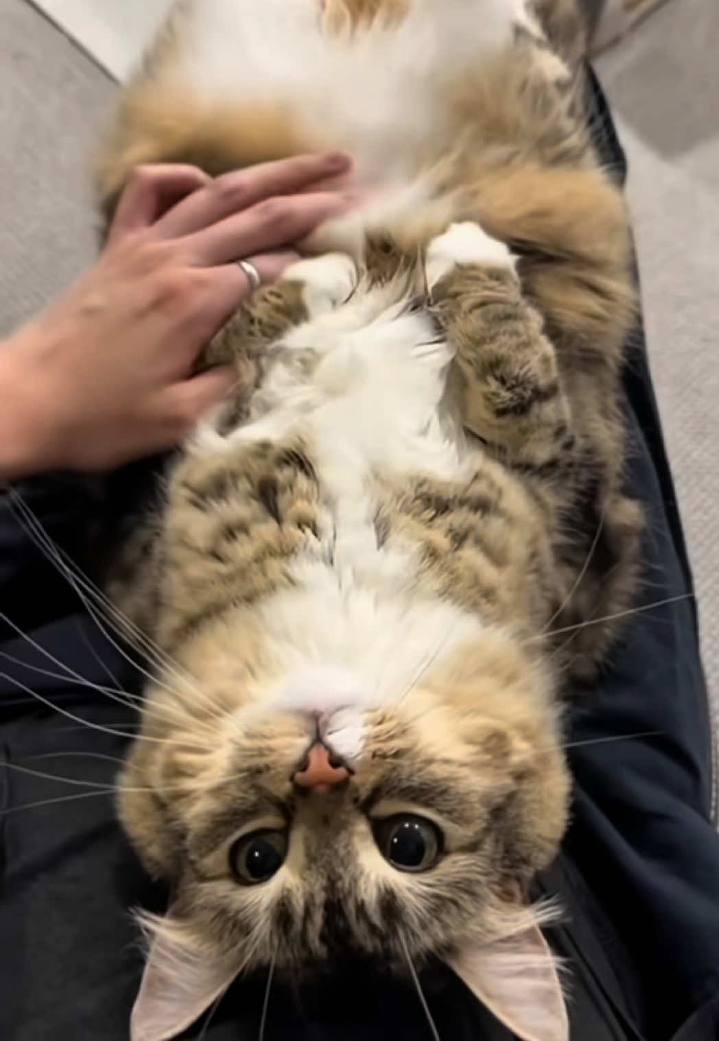 TikTok post by @lunaistabby for Lesure Pet. Caption reads: [...] cats would break the bank, but the @Lesure....