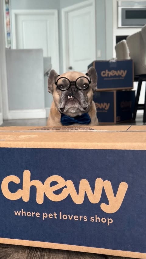 Instagram post by @somefrenchienamedapollo for Chewy. Caption reads: #chewypartner Official @chewy reviewer on duty.....