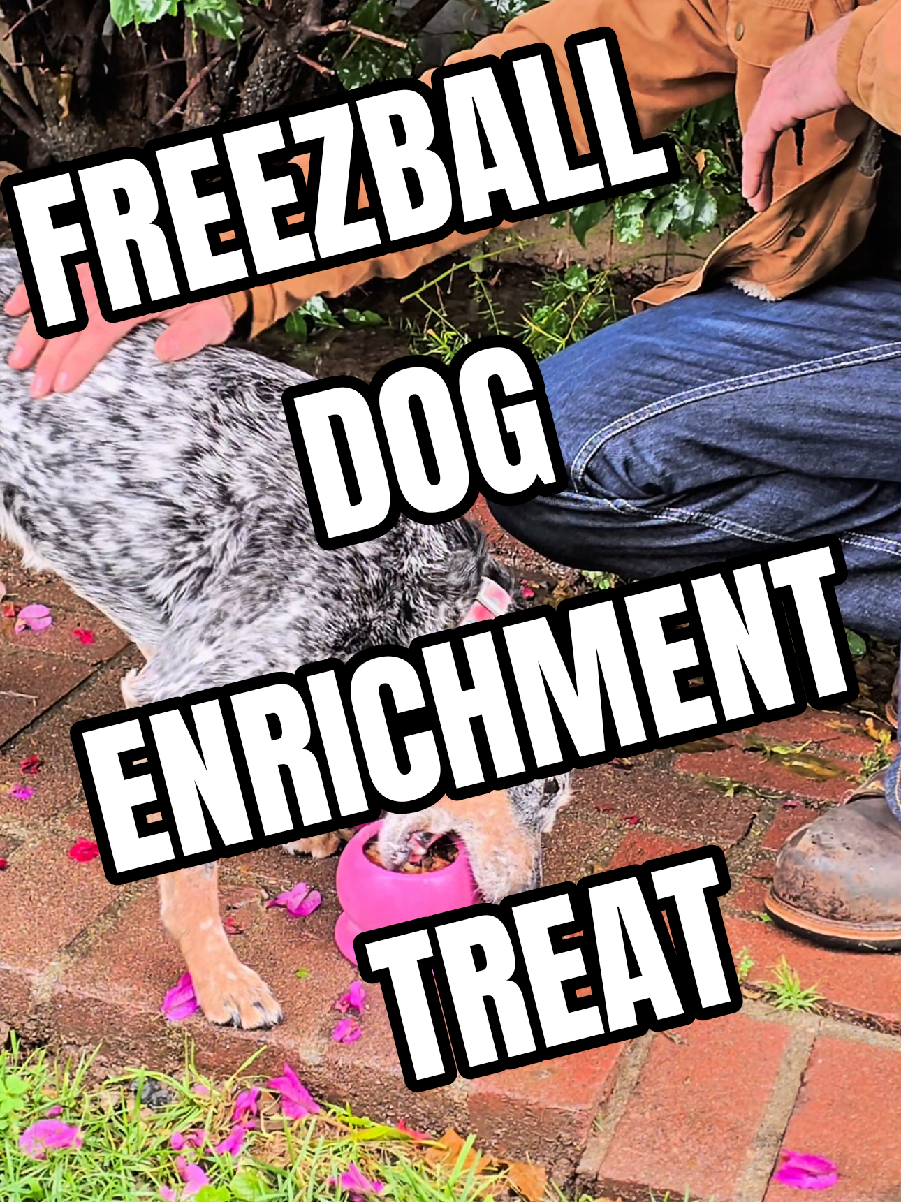 TikTok post by @_bergamont for Freezbone. Caption reads: The @Freezbone Freezball - Durable Fillable Dog....