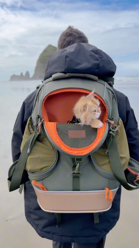 Instagram post by @official_sir_winston for Petsfit. Caption reads: Turns out Winnie loves traveling as much as we....