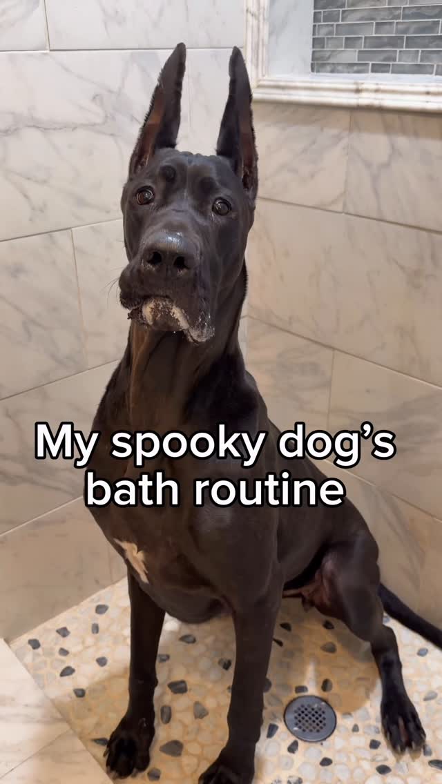 Instagram post by @thegoodhypeofficial for Earth Rated. Caption reads: Do you think Silly enjoyed it? Our giant girl....