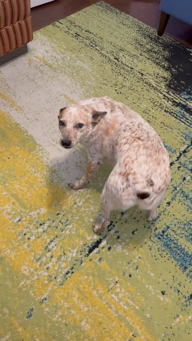 Instagram post by @oliversue_sydney for Open Farm Pet. Caption reads: Little miss Syd-ah-ney is super excited to try her....