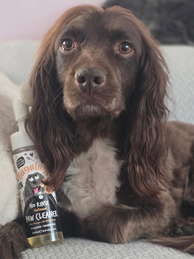 Instagram post by @rocket_the_sprocker for Bugalugs Pet Care. Caption reads: Starting the week with a pamper. @bugalugspetcare....