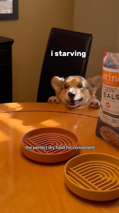 Instagram post by an influencer for Instinct Pet Food. Caption reads: [...] #AD I’m so happy we found @instinctpetfood -....