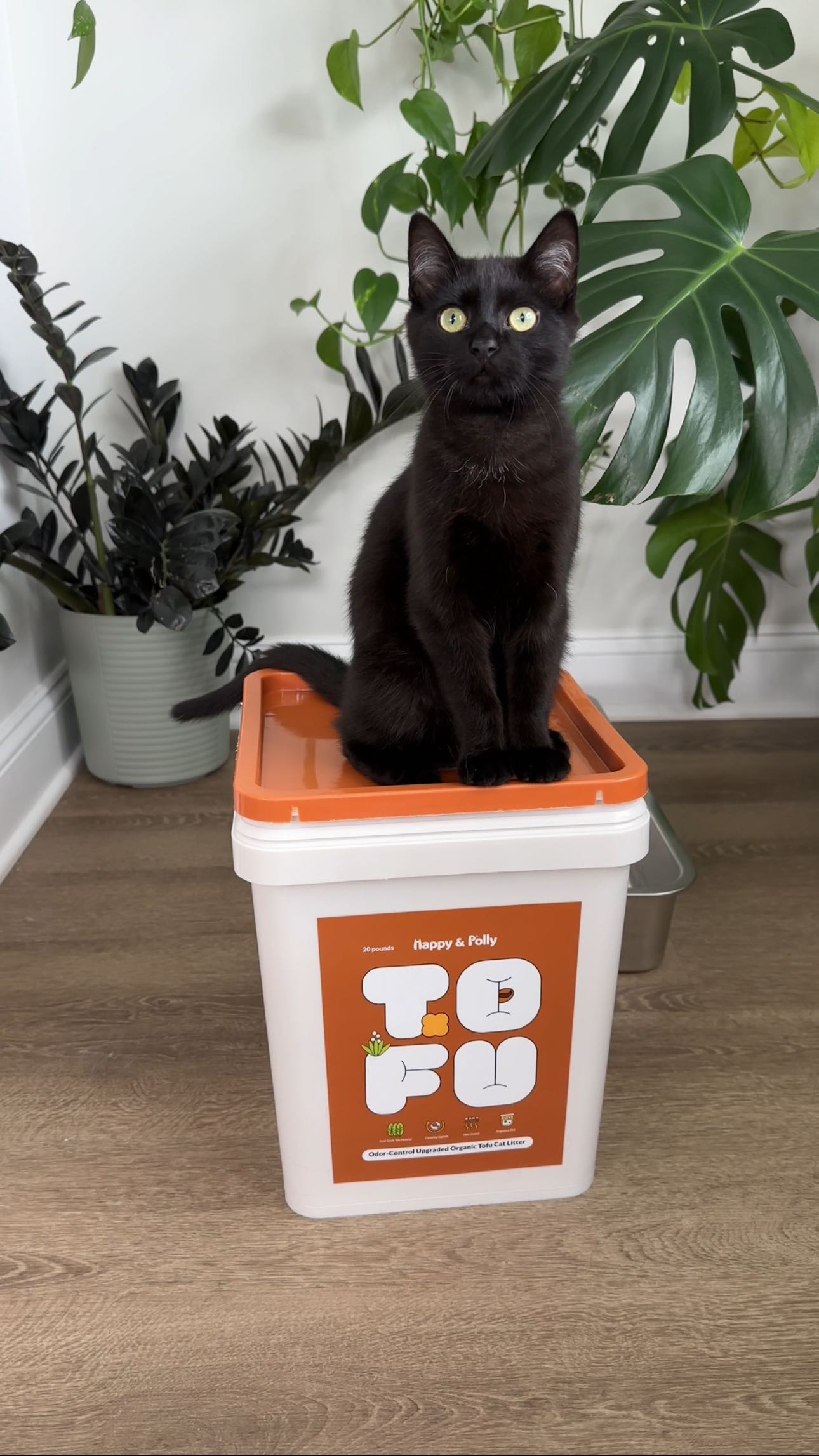 Instagram post by @herhouseofcats for Happy & Polly. Caption reads: Coffee grounds in your mug. Coffee grounds in....