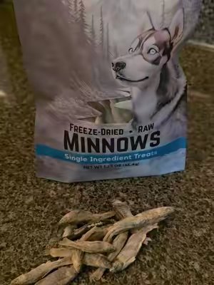 TikTok post by @little_freya1 for All American Canine. Caption reads: [...] #petmusthaves #happypets @ALL AMERICAN....