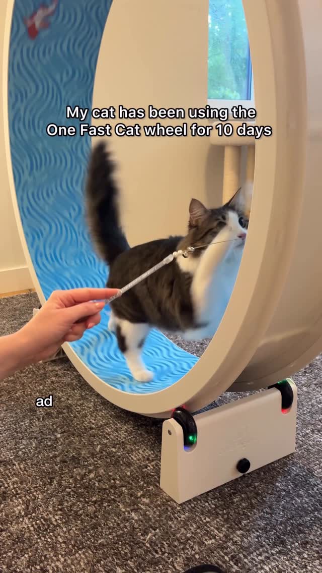 Instagram post by @agnesthetuxedo for One Fast Cat. Caption reads: [...] watched Steven fall in LOVE with his....