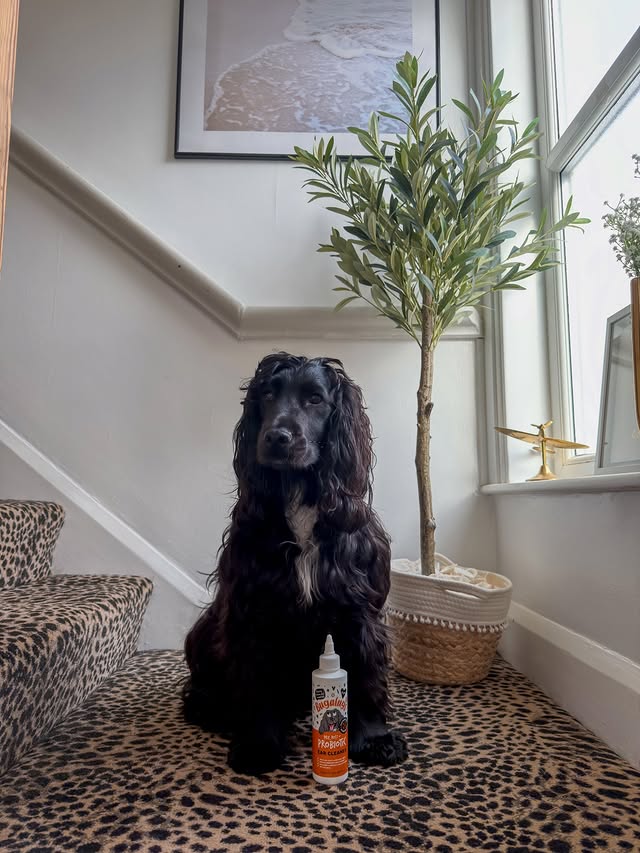 Instagram post by @_elvisthespaniel for Bugalugs Pet Care. Caption reads: [...] he have this lovely long coat.....