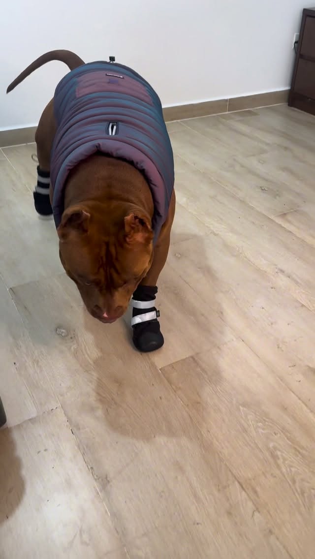 Instagram post by @bratan.pitmonster for Spark Paws. Caption reads: Agora ele tem botinhaaaaaas #sparkpaws....