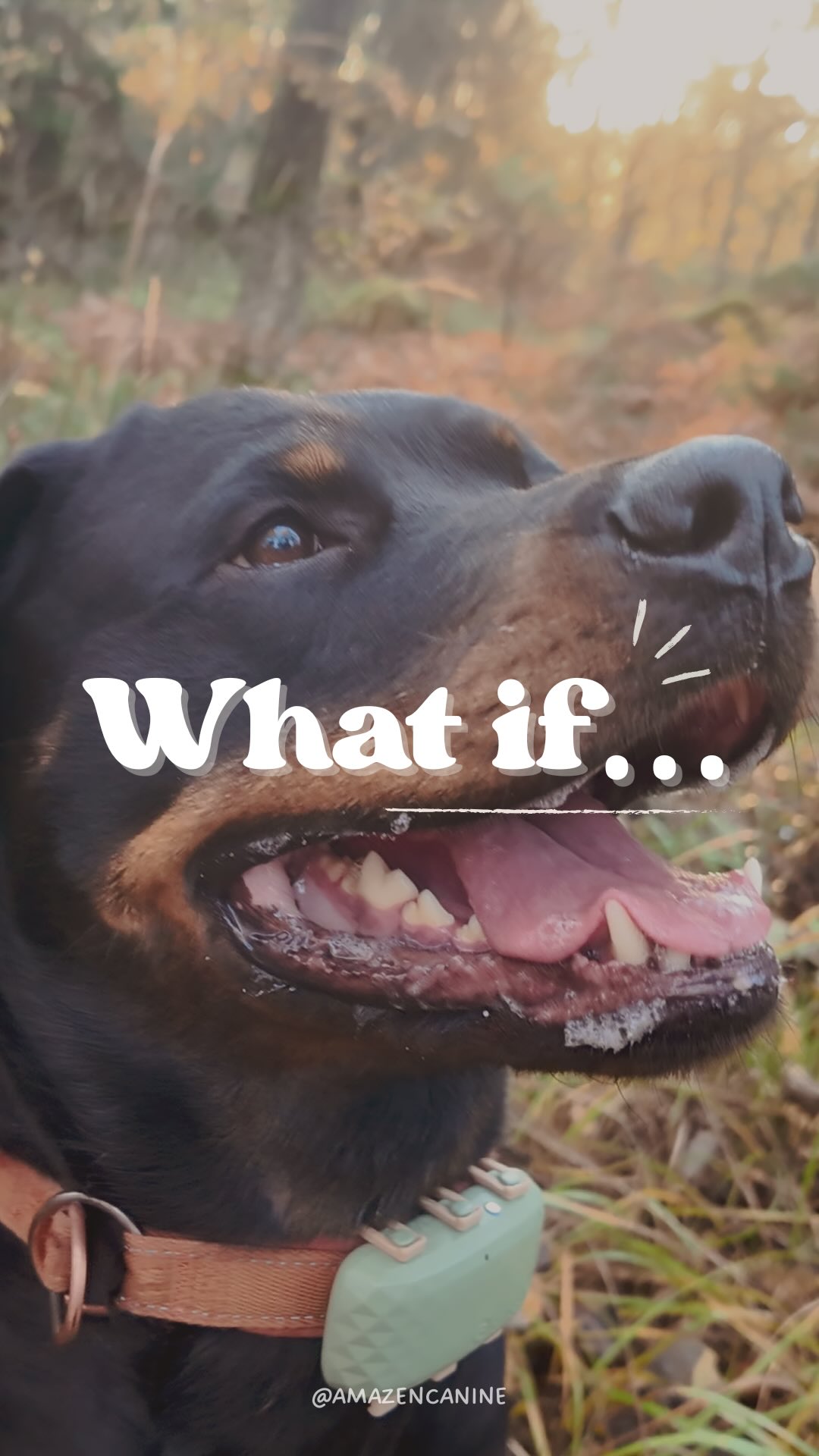 Instagram post by @amazencanine for Tractive. Caption reads: Storytelling time with @tractive 💙

This girl…....