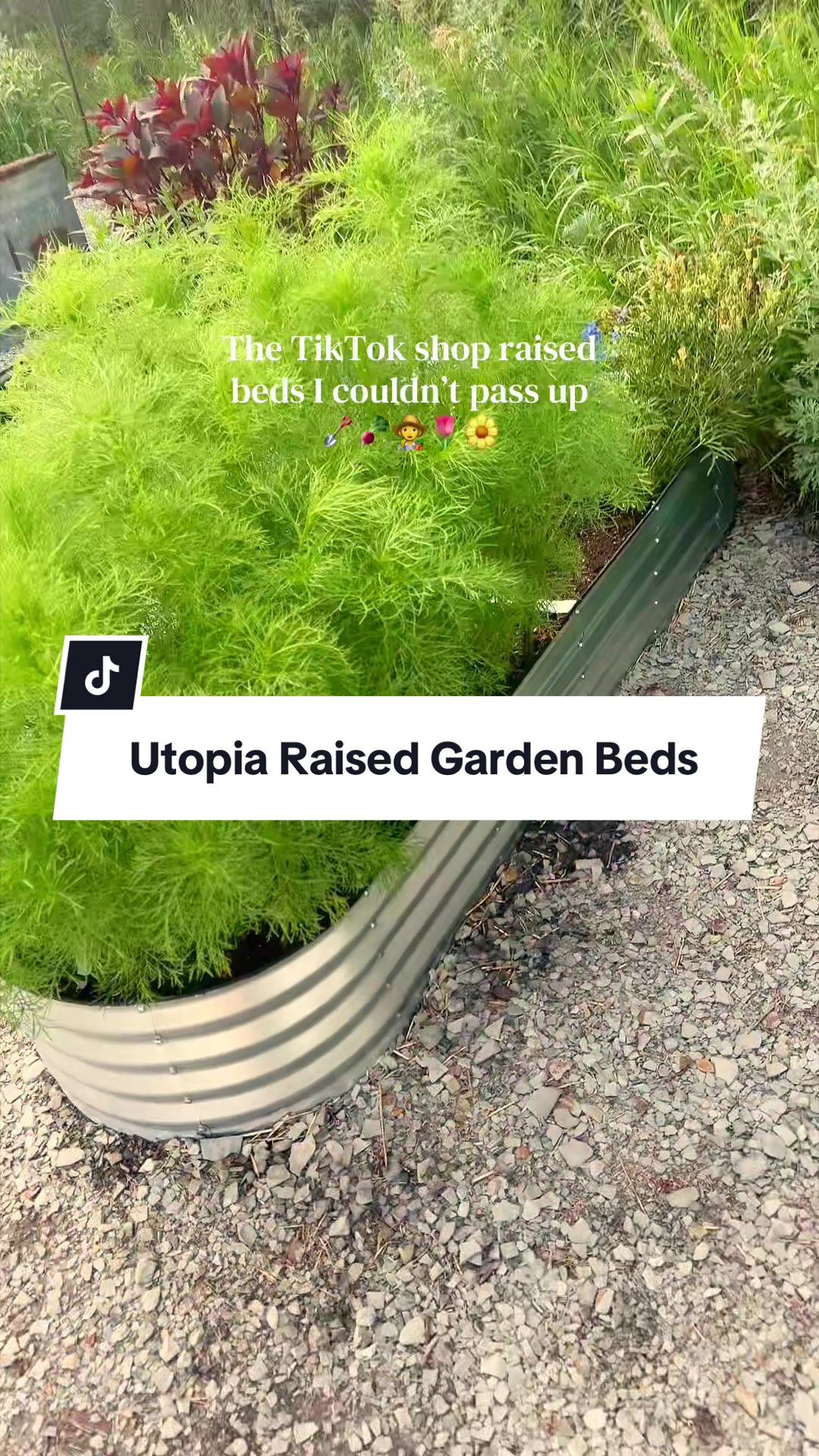TikTok post by @tiberwildflowersco for Utopia Deals. Caption reads: Transform your garden without spending a fortune!....