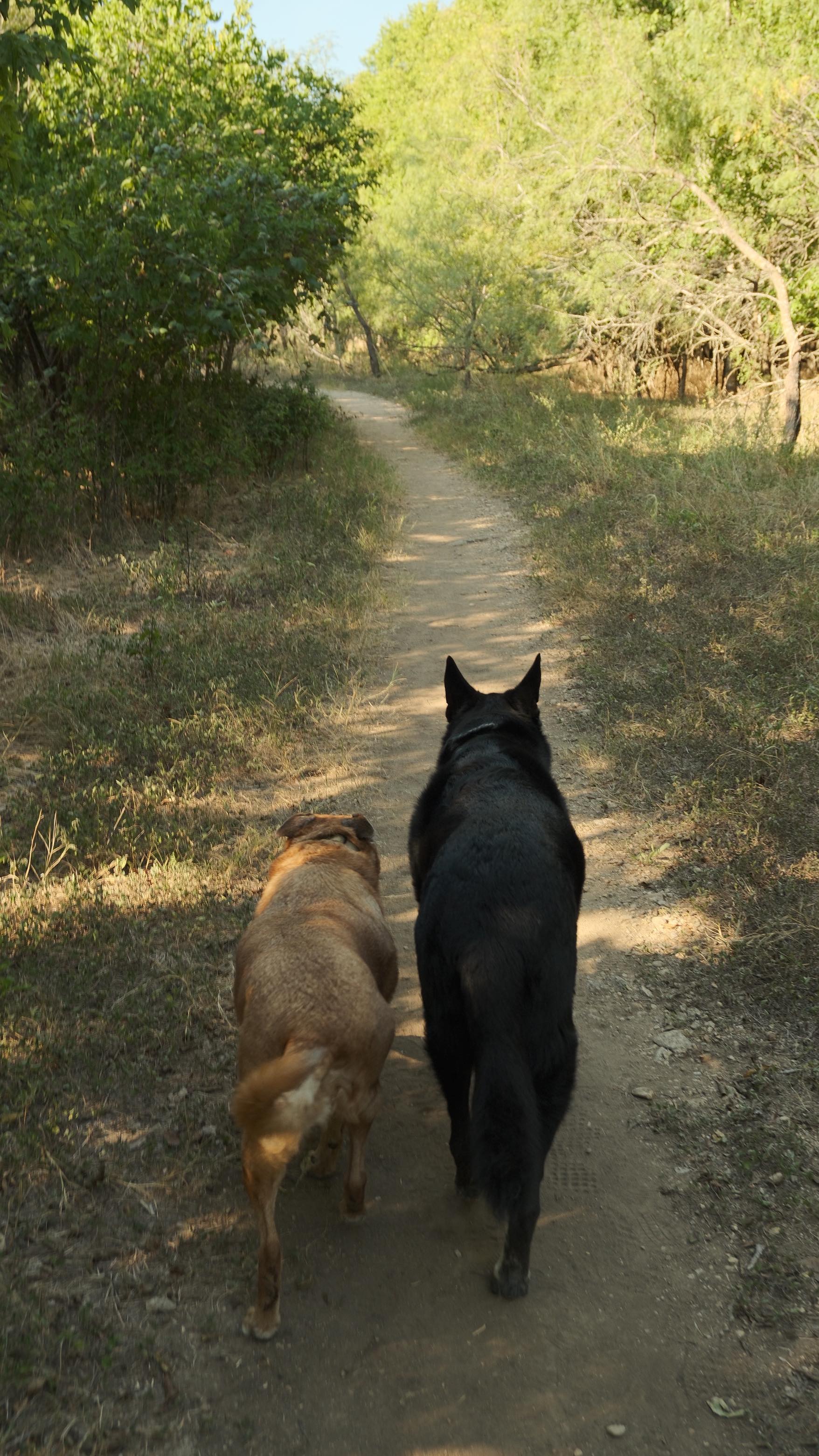 Instagram post by @piffanyandco for Primal Pet Foods. Caption reads: happy, healthy and forever in their prime 🥹🦴....