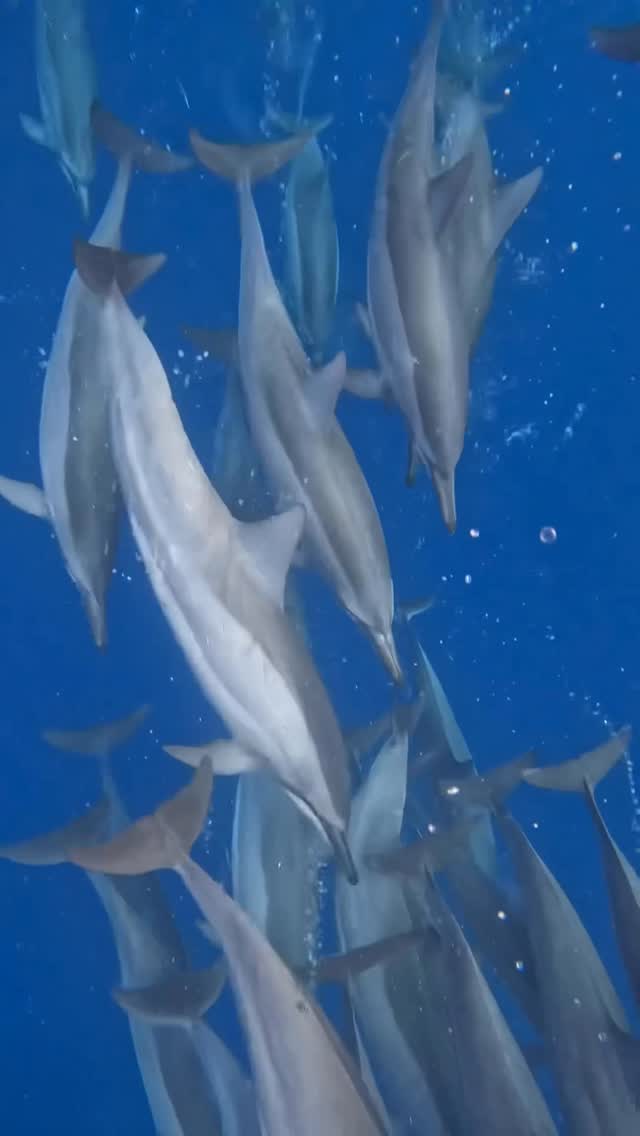 Instagram post by @andriana_marine for Fahlo. Caption reads: [...] dolphin and support conservation with....