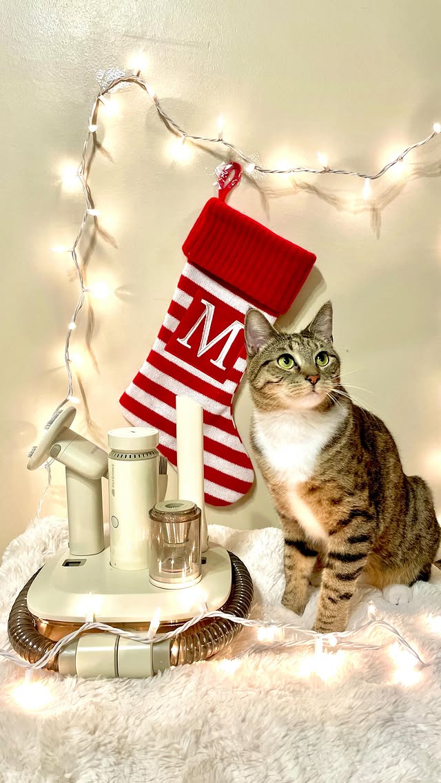 Instagram post by @meeloandmina for PetSnowy. Caption reads: [...] some food over here. Thankfully, the....