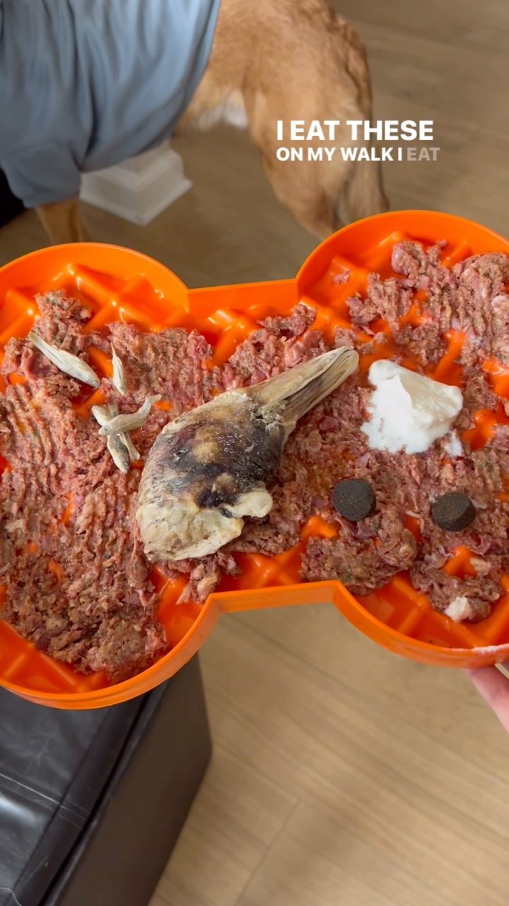 Instagram post by @franktheshepherdx for Darwin's Natural Pet Products. Caption reads: Feeding my 3 year old raw meat 🥩....
