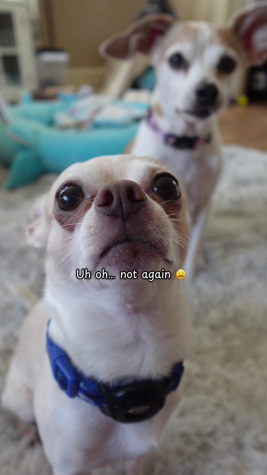 TikTok post by @frankie_the_chihuahua for HoneyCarePet. Caption reads: #honeycarepets #honeycaredisposablemalewraps [...].