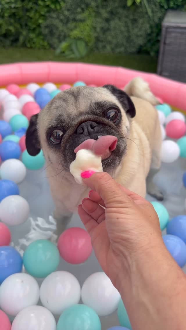 Instagram post by @little_lil_pug for Frozzys. Caption reads: [...] FREEZABLE omg we’re obsessed with @frozzys_....