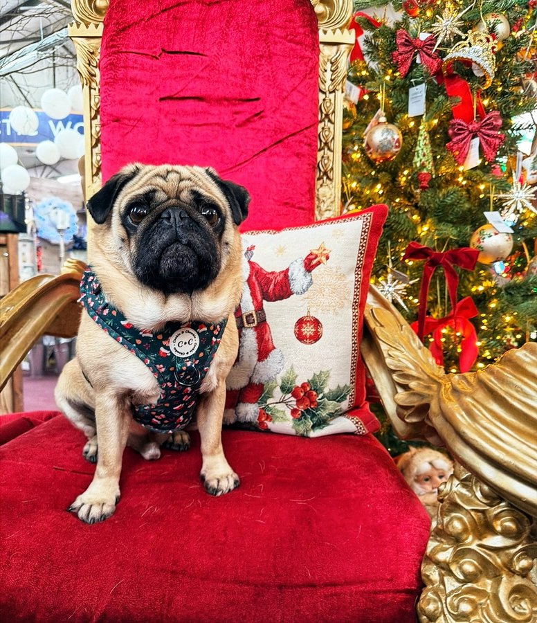 Instagram post by @reggieroo_frankietoo for Cookie & Chewkie. Caption reads: 𝙅𝙪𝙨𝙩 𝙨𝙖𝙩 𝙞𝙣 𝙤𝙣 𝙢𝙮 𝘾𝙝𝙧𝙞𝙨𝙩𝙢𝙖𝙨....