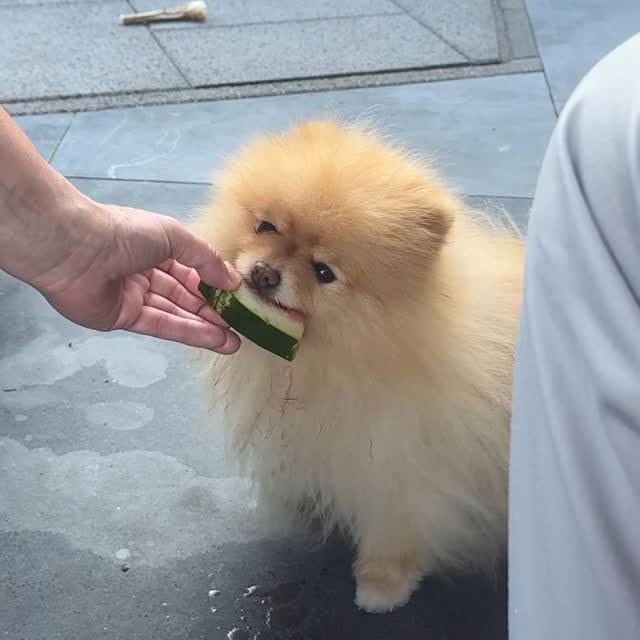 Instagram post by @happy.littlesimba for Pets Deli. Caption reads: Current status: Obsessed with watermelon. Don’t....