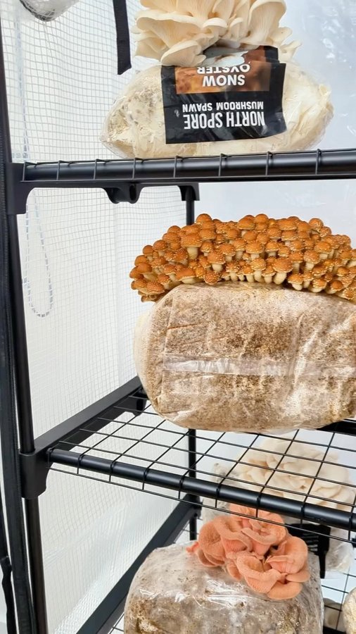 Instagram post by @greenhorngrove for North Spore. Caption reads: IMPORTANT INSTRUCTIONS HERE. Follow....