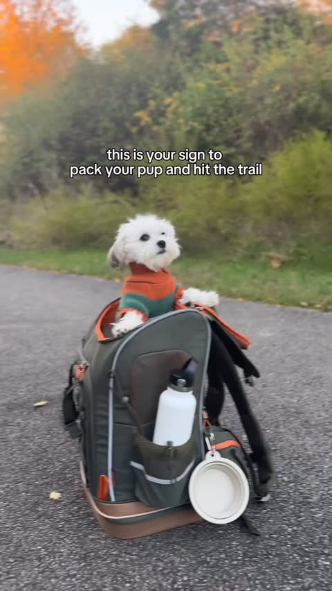 Instagram post by @mochithemaltipoop for Petsfit. Caption reads: We’ve been big fans of PETSFIT ever since Mochi....