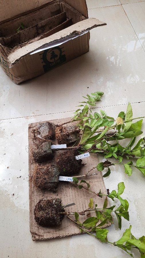 Instagram post by @indiangreendreams for Plant People. Caption reads: Got a box of Greens 😁
.
Made me immensely happy....