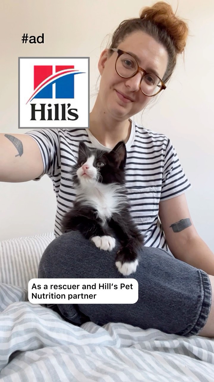Instagram post by @heidiwranglescats for Hills Pet. Caption reads: #Ad #HillsPartner. For even experienced pet....