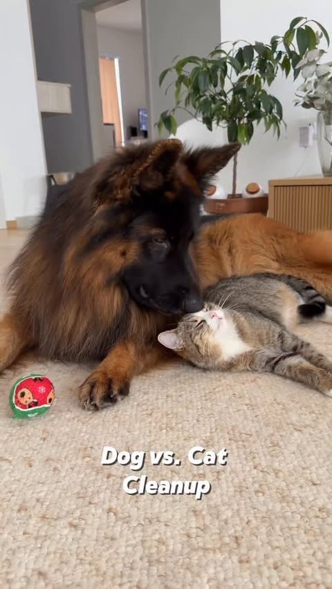 Instagram post by @leo.tiger.nala for Petkit. Caption reads: Owning cats with @petkitus keeps things simple....