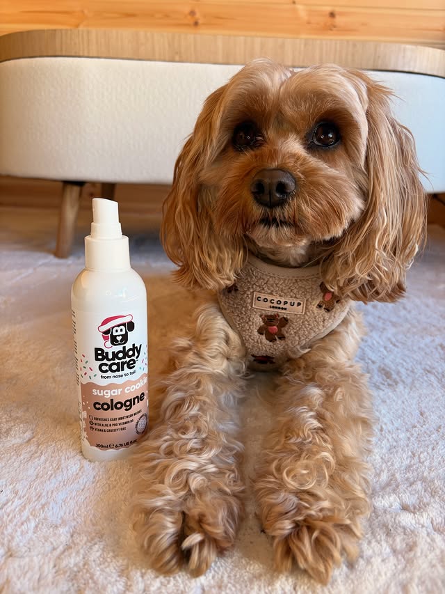 Instagram post by @ladythecavapoo20 for Buddycare Grooming. Caption reads: Sugar Cookie Cologne 🍪 🤍 

When I tell you this....