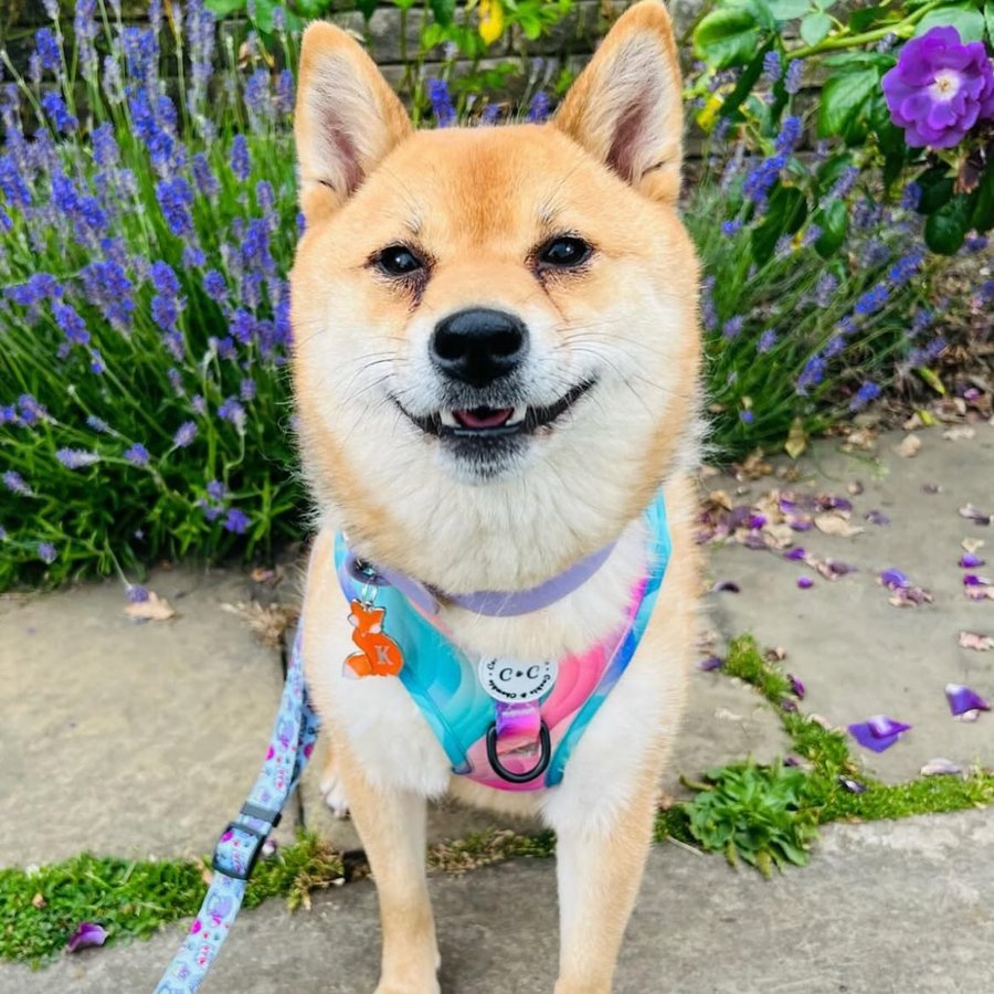 Instagram post by @thefoxwolfspotbossandbaby for Cookie & Chewkie. Caption reads: Happy Chewsday frens 🦊💕🩵💜

Koda here I thought....